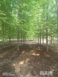 16公分美国红枫