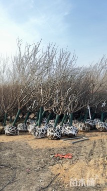 12公分日本晚樱