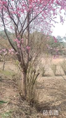 18公分云南樱花