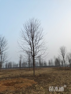 20公分美国红枫