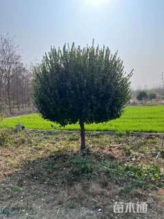 9公分高杆卫矛球