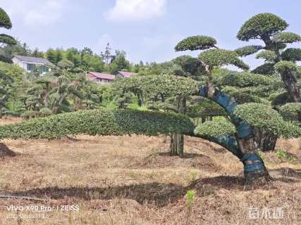 30公分造型榆树