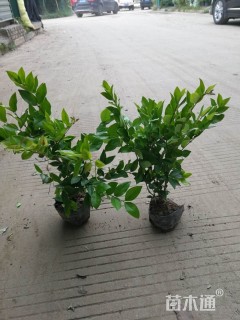 高度30厘米金森女贞小苗