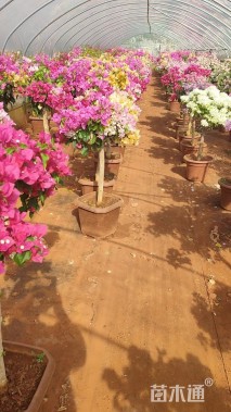 高度120厘米三角梅