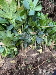 高度40厘米八角金盘小苗