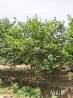 高度600厘米丛生五角枫