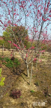 10公分红叶桃