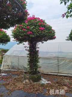 高度260厘米三角梅