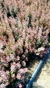 高度10厘米红叶小檗