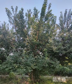 高度470厘米丛生蜡梅