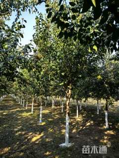 10公分暴马丁香