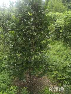 高度2000厘米茶花