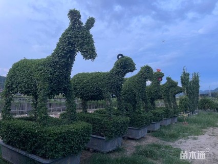 高度300厘米红花三角梅