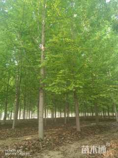 16公分美国红枫