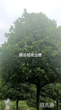 10公分桂花