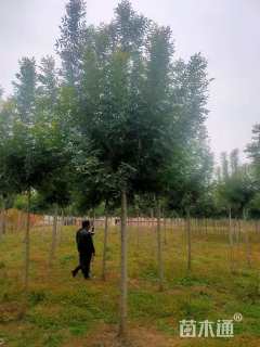 11公分秋紫白蜡