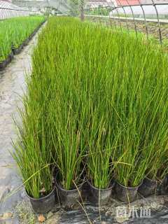 高度40厘米赤箭莎