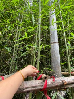 地栽苗青皮竹