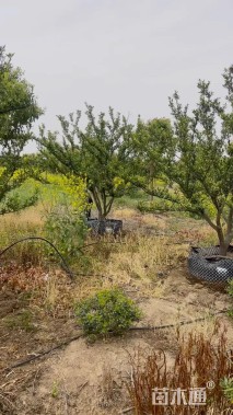 高度300厘米南丰蜜桔