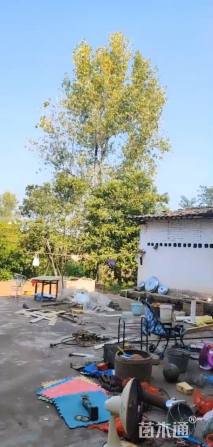50公分杨树