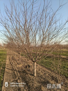 12公分红叶碧桃