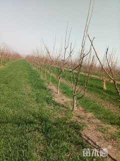 5公分梨树