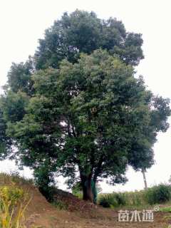 100公分(4杆)丛生香樟