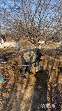 22公分染井吉野樱