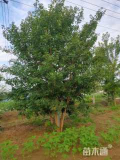 高度600厘米丛生五角枫