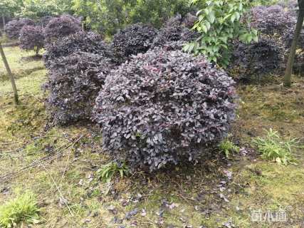 冠幅100厘米红花继木球