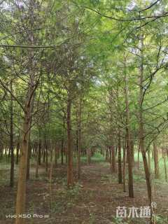 12公分墨西哥落羽杉