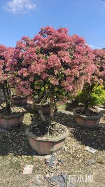 高度200厘米三角梅