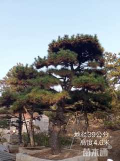 40公分造型油松