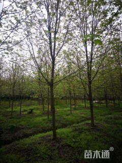 14公分美国红枫-秋火焰