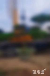 高度150厘米黑松