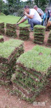 草块状马尼拉草