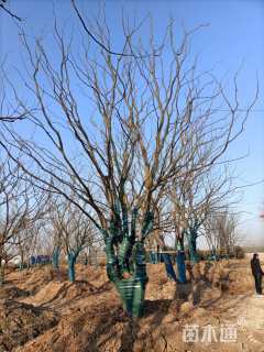 50公分(5杆)丛生朴树