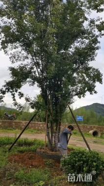 高度800厘米丛生三角枫