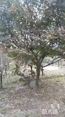 10公分日本红枫