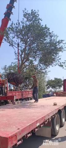 高度400厘米丛生胡柚