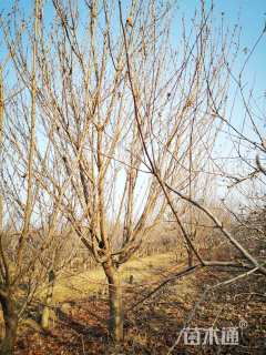 18公分日本晚樱