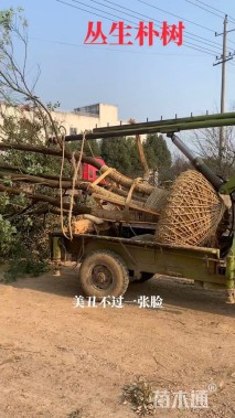 80公分(5杆)丛生香樟