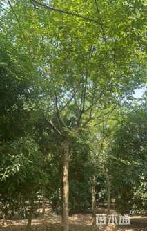 25公分朴树
