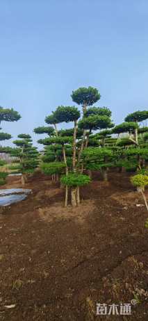 18公分对节白蜡