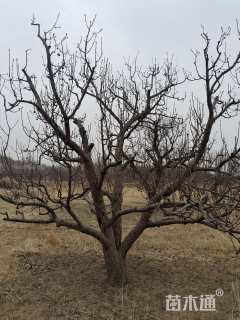 35公分八棱海棠