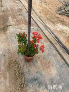 高度25厘米三角梅