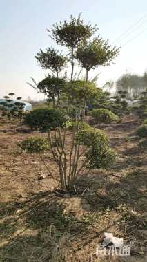 10公分造型女贞