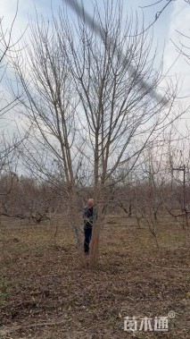 高度650厘米丛生五角枫