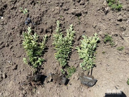 高度25厘米金边黄杨