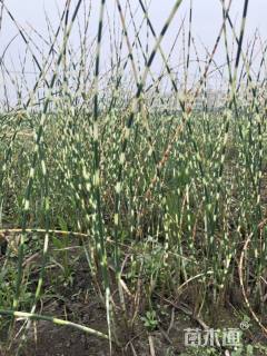 高度50厘米花叶水葱